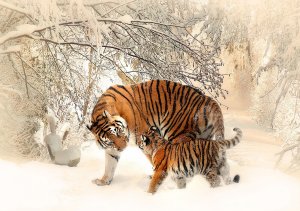Fotomurale: Tigri (1) - 184x254 cm