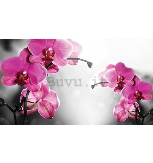 Fotomurale in TNT: Orchidea su sfondo grigio - 416x254 cm