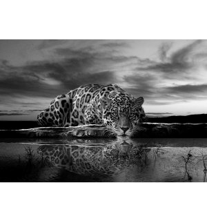 Fotomurale in TNT: Giaguaro (bianco e nero) - 416x254 cm