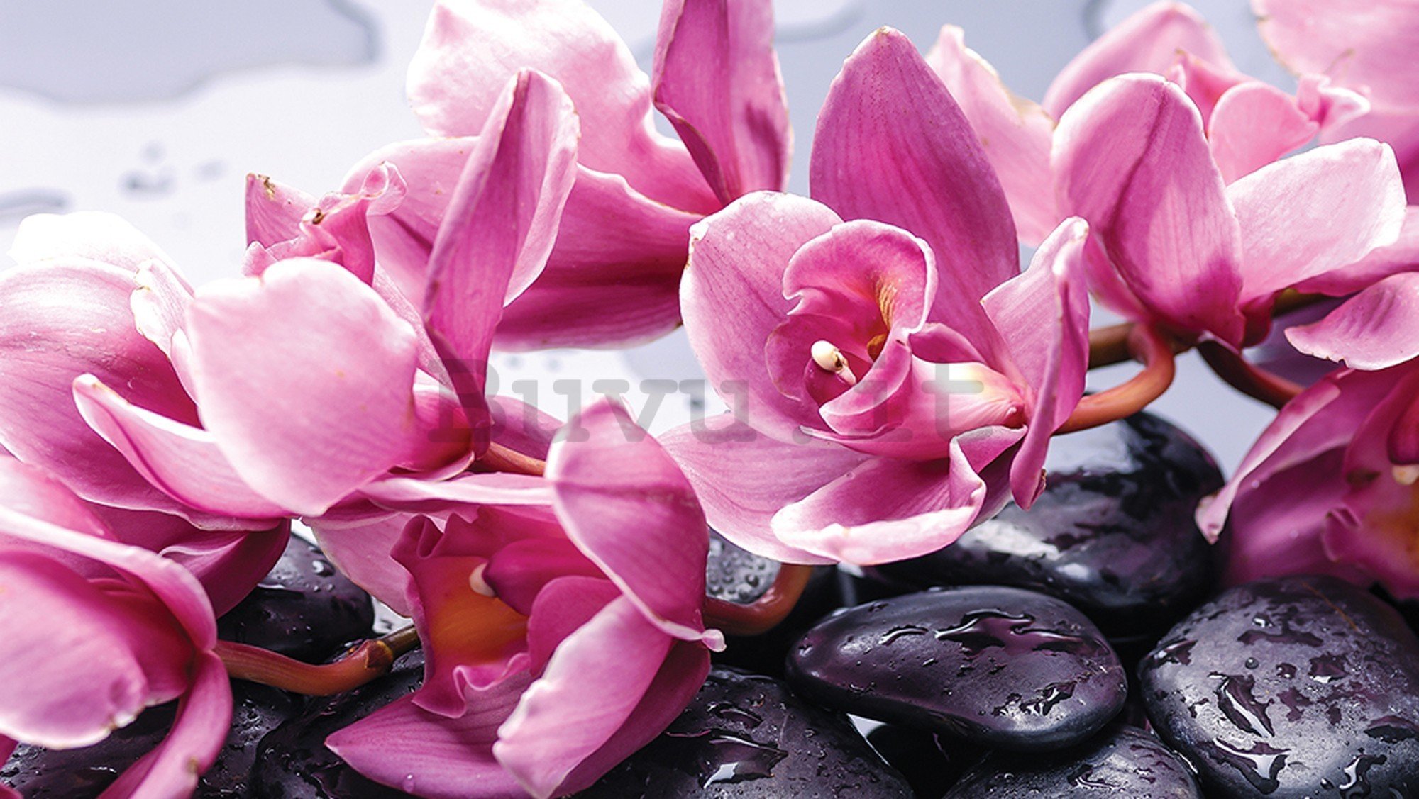 Fotomurale in TNT: Pietre termali e orchidee rosa - 416x254 cm