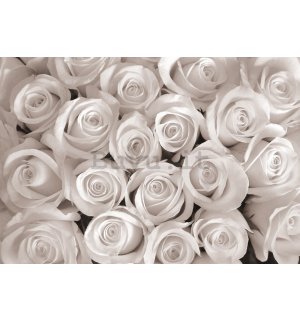 Fotomurale in TNT: Rosa bianca - 416x254 cm