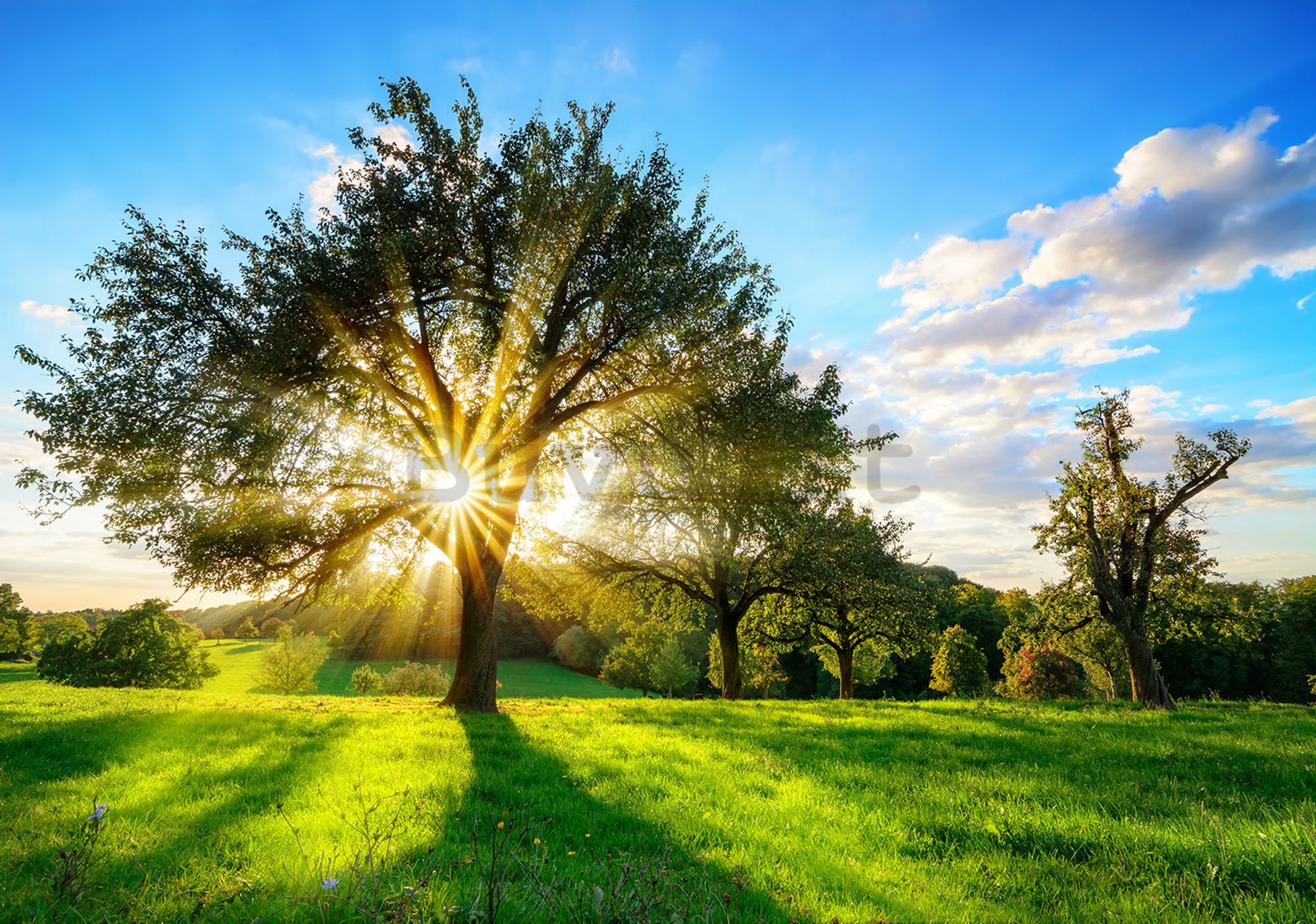 Fotomurale: Sole dietro l'albero - 184x254 cm