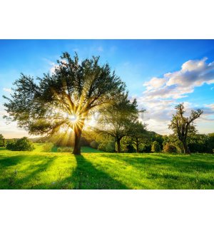 Fotomurale in TNT: Sole dietro l'albero - 104x152,5 cm