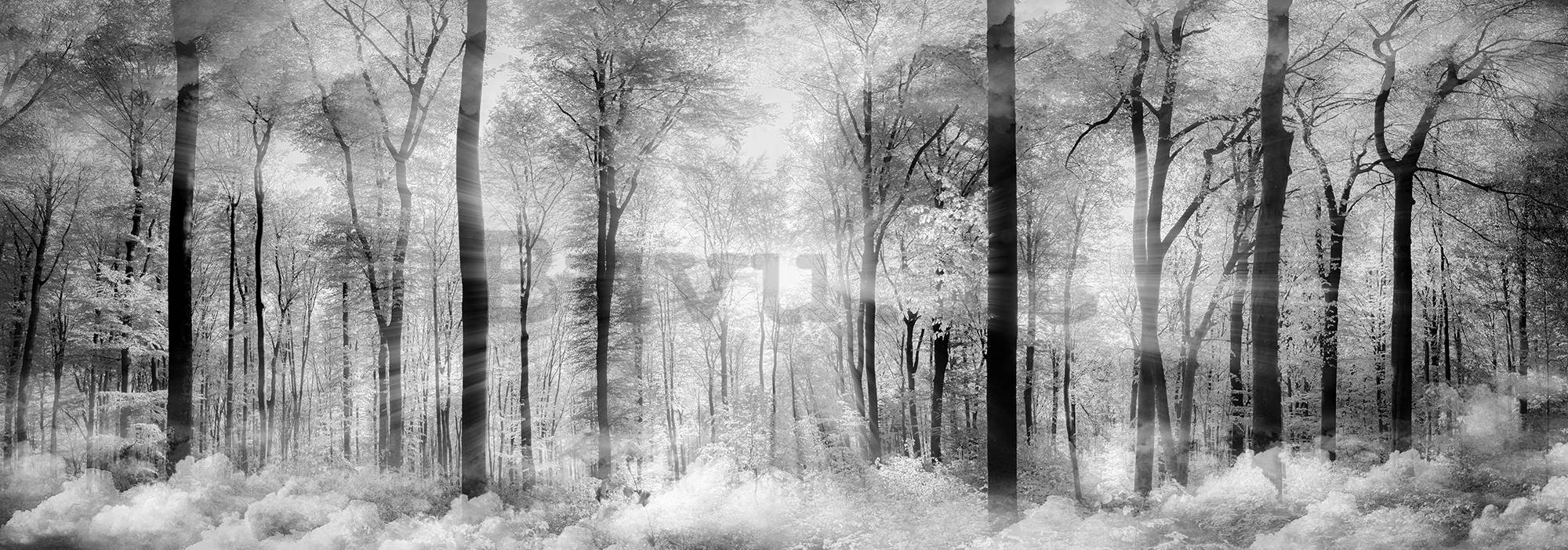 Fotomurale: Foresta in bianco e nero - 624x219 cm