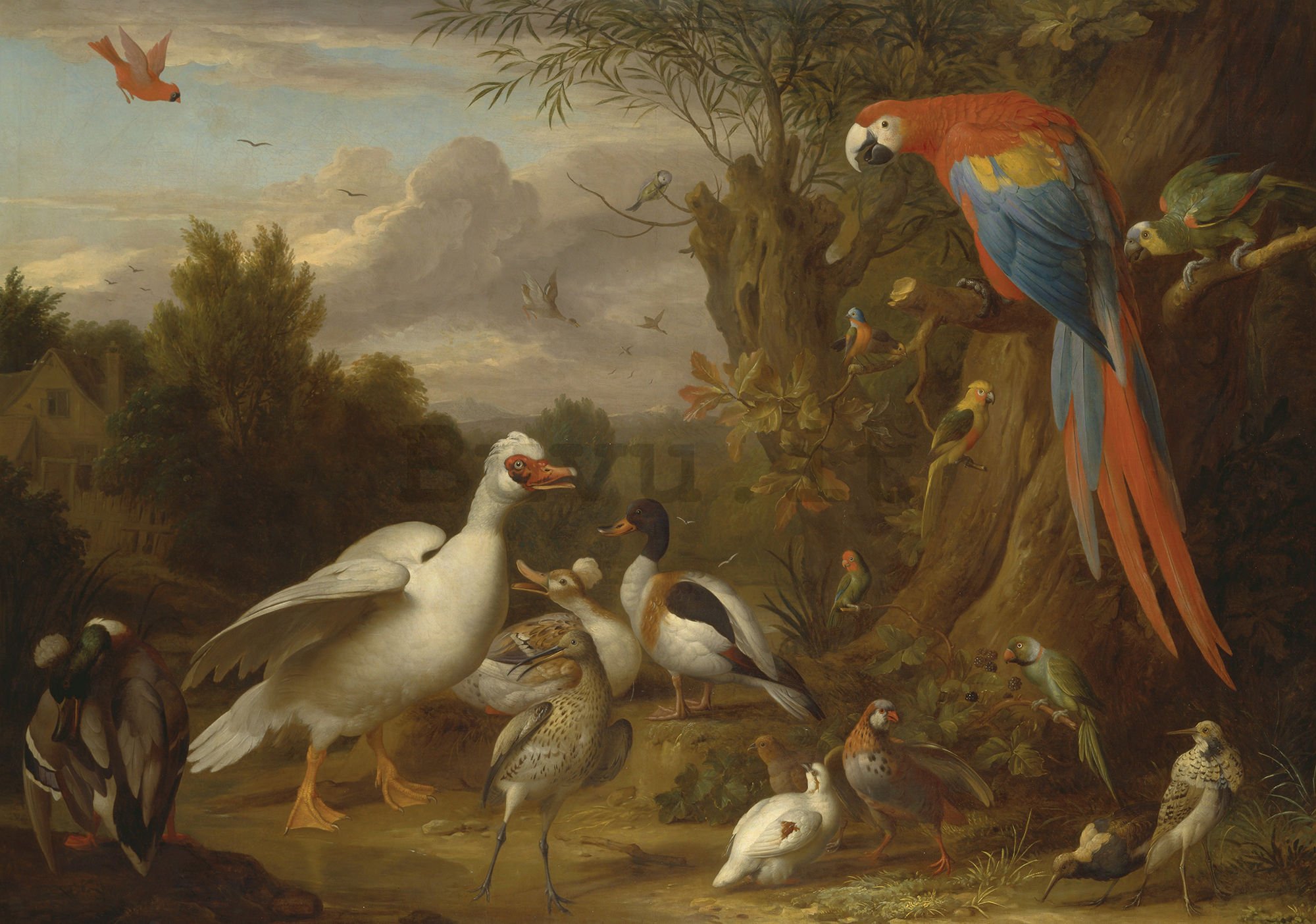 Fotomurale in TNT: Ducks, Parrots and Other Birds in a Landscape - 104x152,5 cm