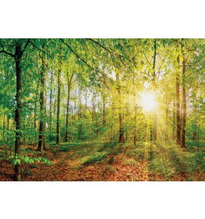 Fotomurale: Vista sulla foresta - 184x254 cm