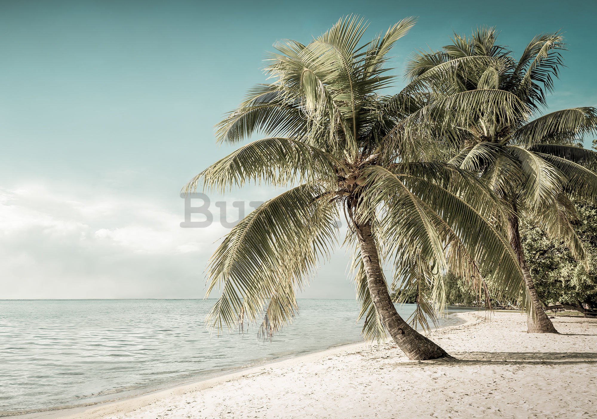 Fotomurale in TNT: Costa con palme - 184x254 cm