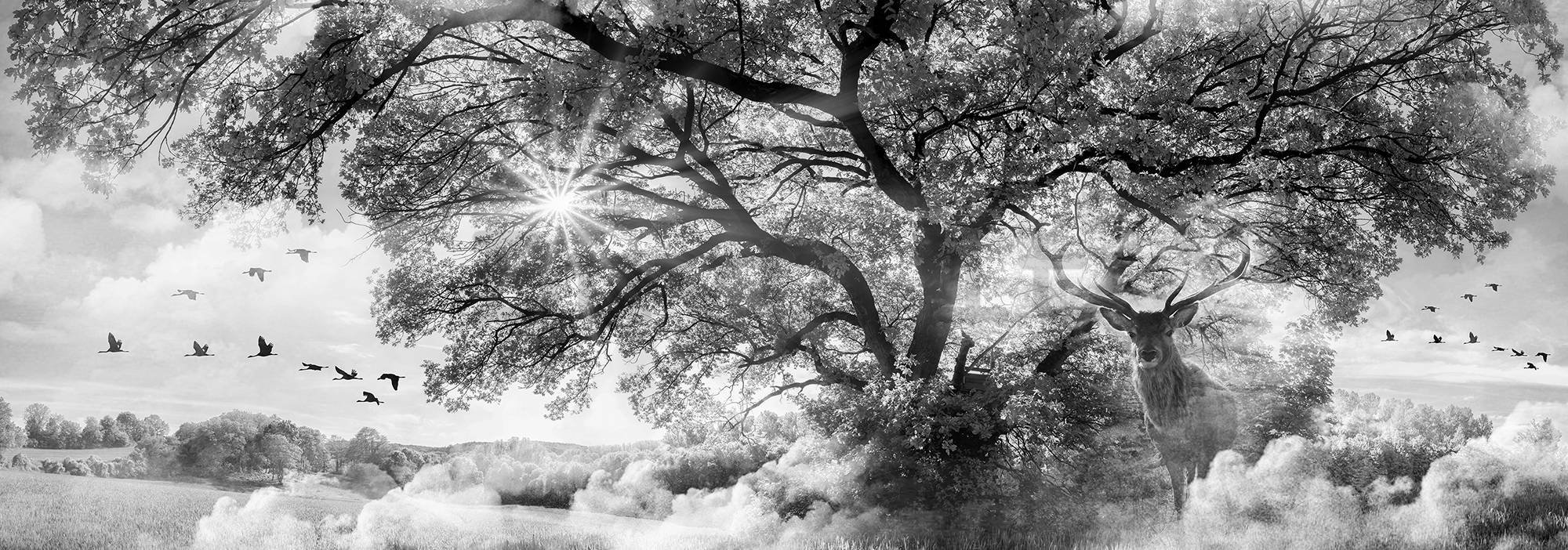 Fotomurale: Natura in bianco e nero - 624x219 cm
