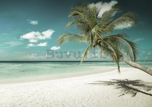 Fotomurale in TNT: Palma sul mare - 104x152,5 cm