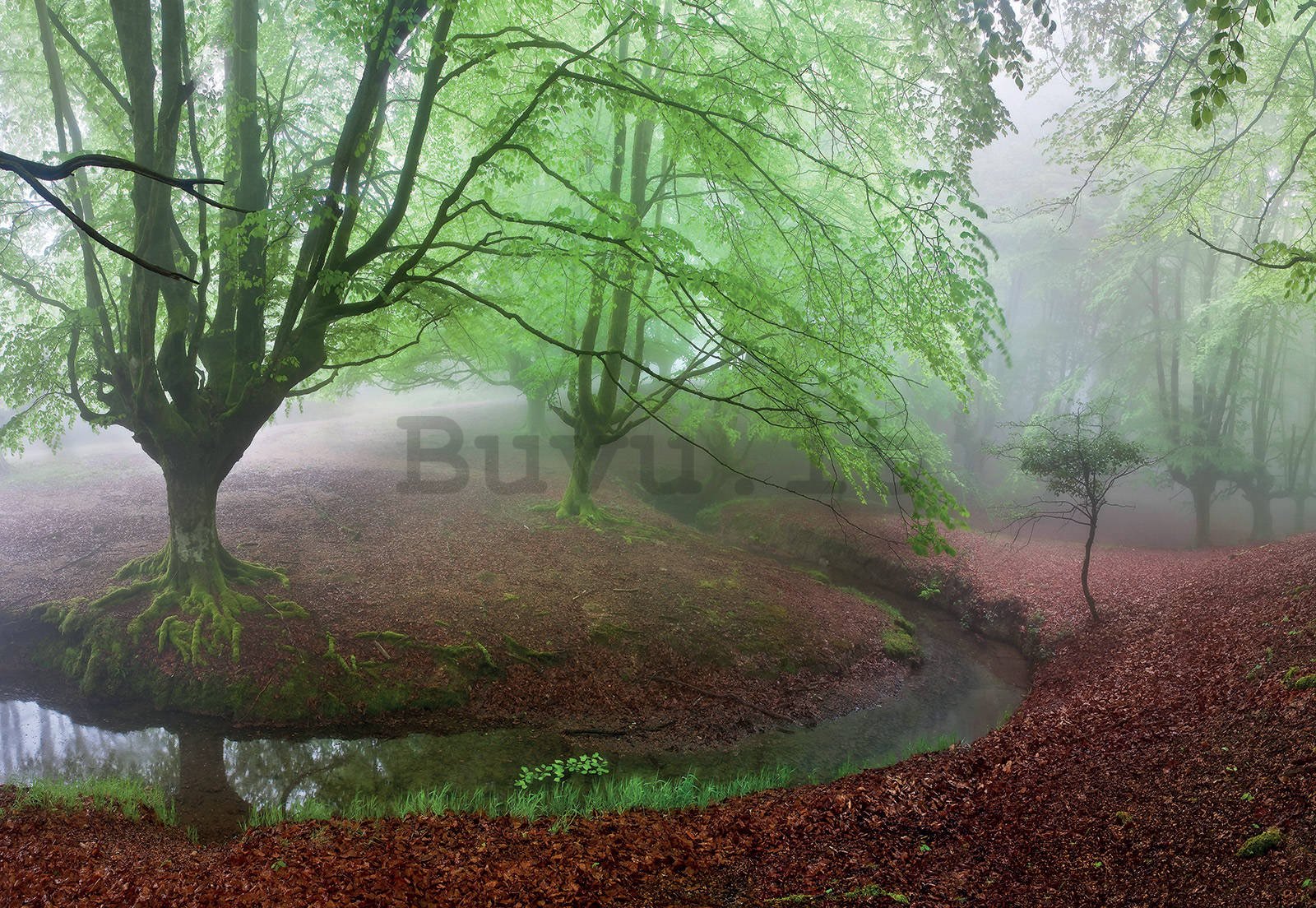Fotomurale: Foresta nella nebbia (1) - 368x254cm