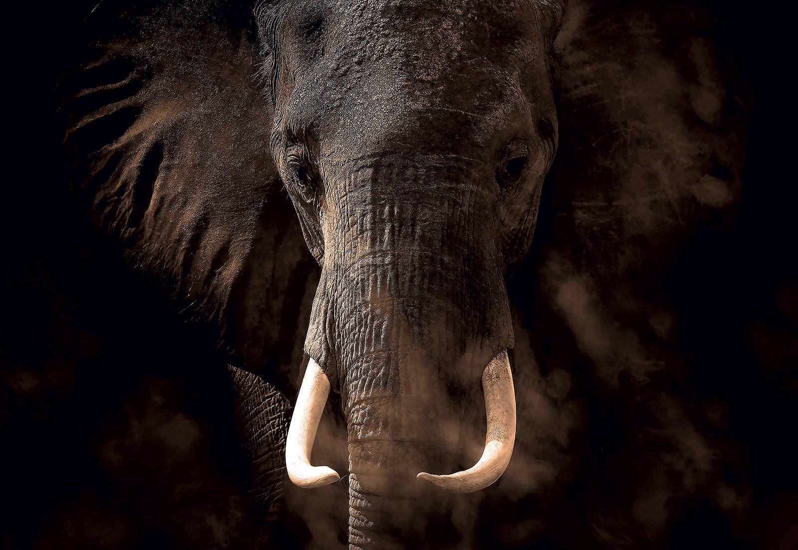 Fotomurale: Elefante - 368x254 cm