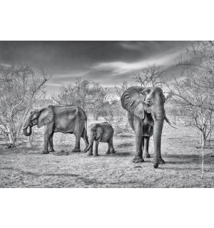 Fotomurale: Elefanti bianchi e neri - 368x254cm