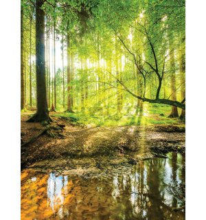 Fotomurale: Foresta alluvionale - 184x254 cm