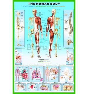 Poster - Human Body