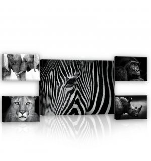Quadro su tela: Animali in bianco e nero (2) - set 1pz 70x50 cm e 4pz 32,4x22,8 cm