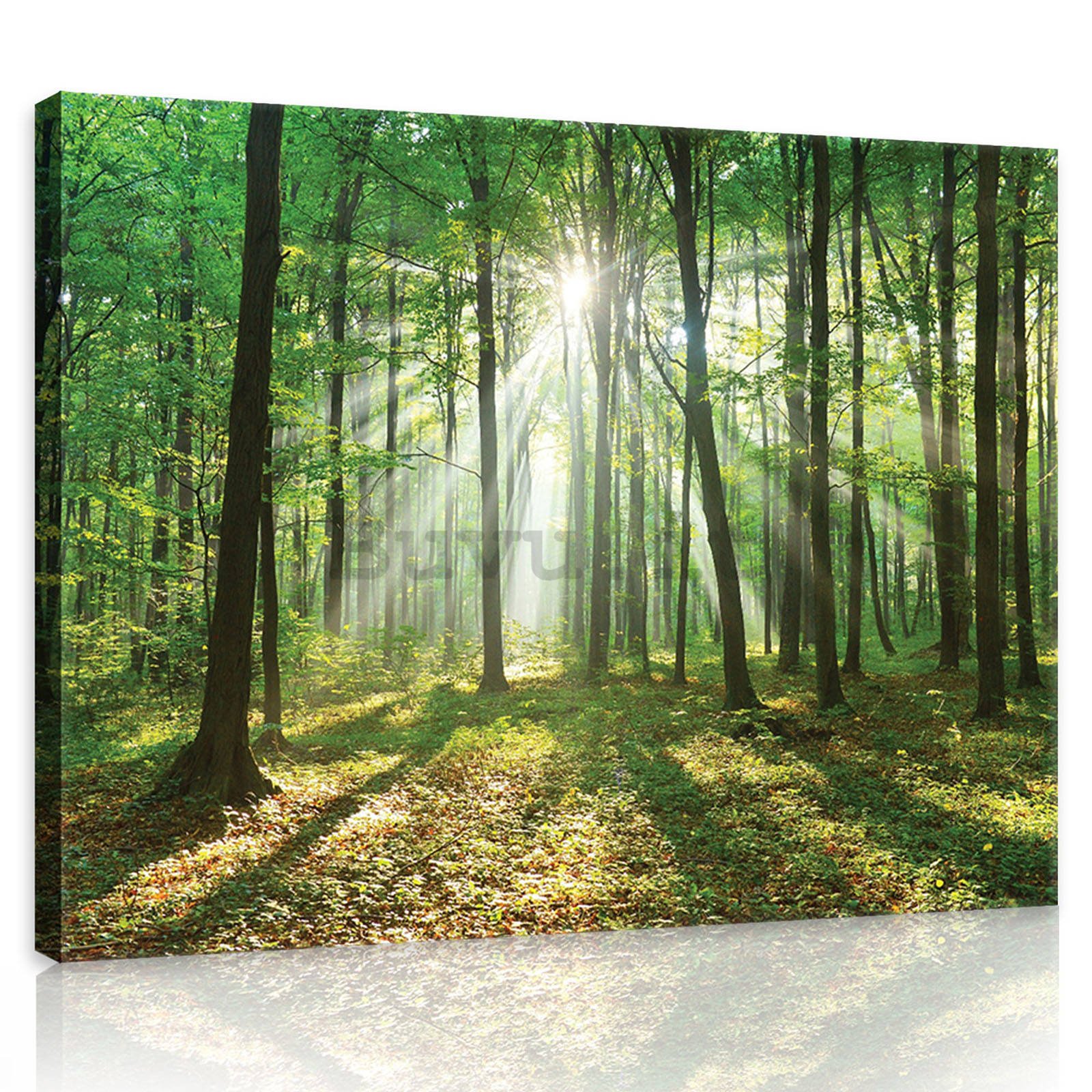 Quadro su tela: Sole nel bosco (3) - 80x60 cm