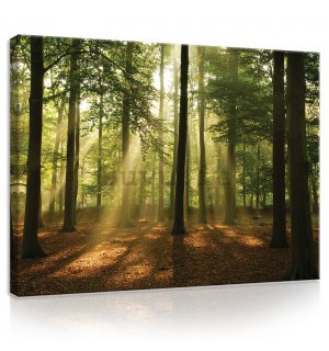 Quadro su tela: Sole nel bosco (4) - 80x60 cm