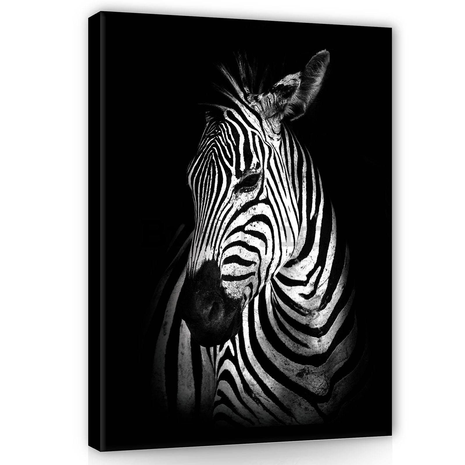 Quadro su tela: Zebra (2) - 60x80 cm
