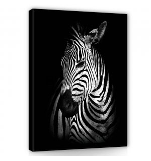 Quadro su tela: Zebra (2) - 60x80 cm