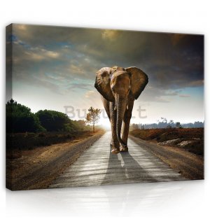 Quadro su tela: Elefante (4) - 80x60 cm