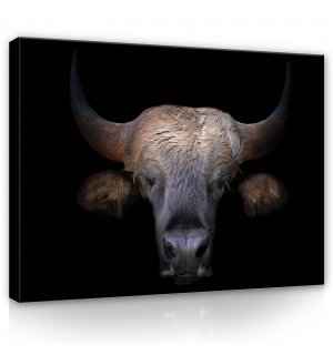 Quadro su tela: Toro (1) - 80x60 cm