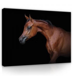 Quadro su tela: Cavallo (3) - 80x60 cm