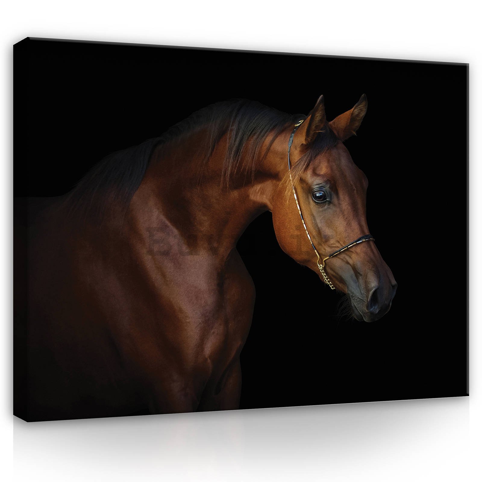 Quadro su tela: Cavallo (4) - 80x60 cm