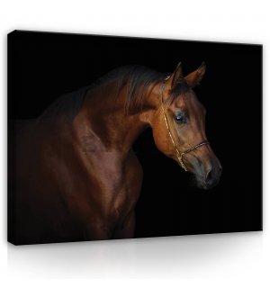 Quadro su tela: Cavallo (4) - 80x60 cm