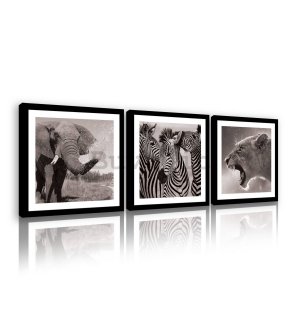 Quadro su tela: Elefante, zebre e leonessa - set 3pz 25x25cm