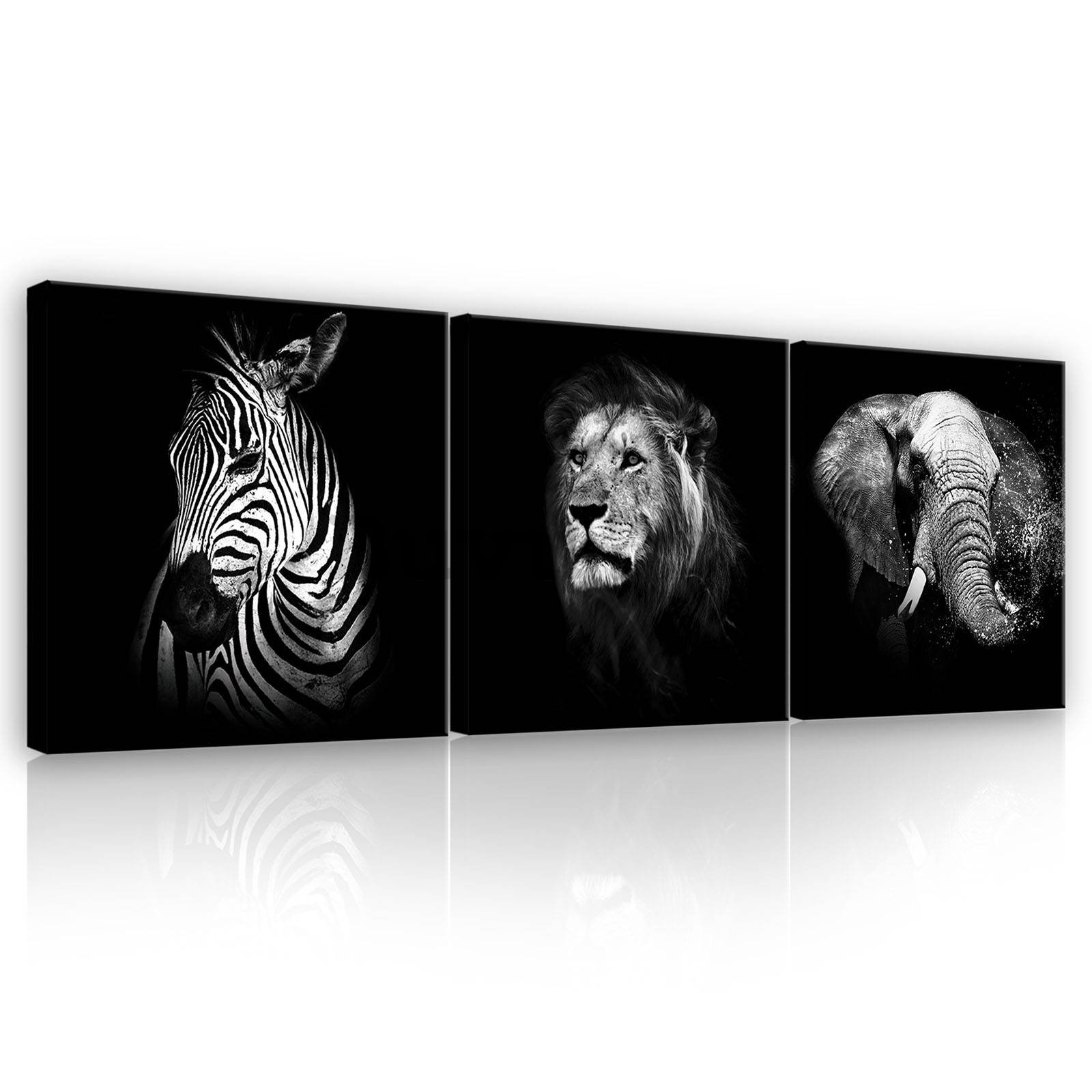 Quadro su tela: Animali in bianco e nero (1) - set 3pz 25x25cm