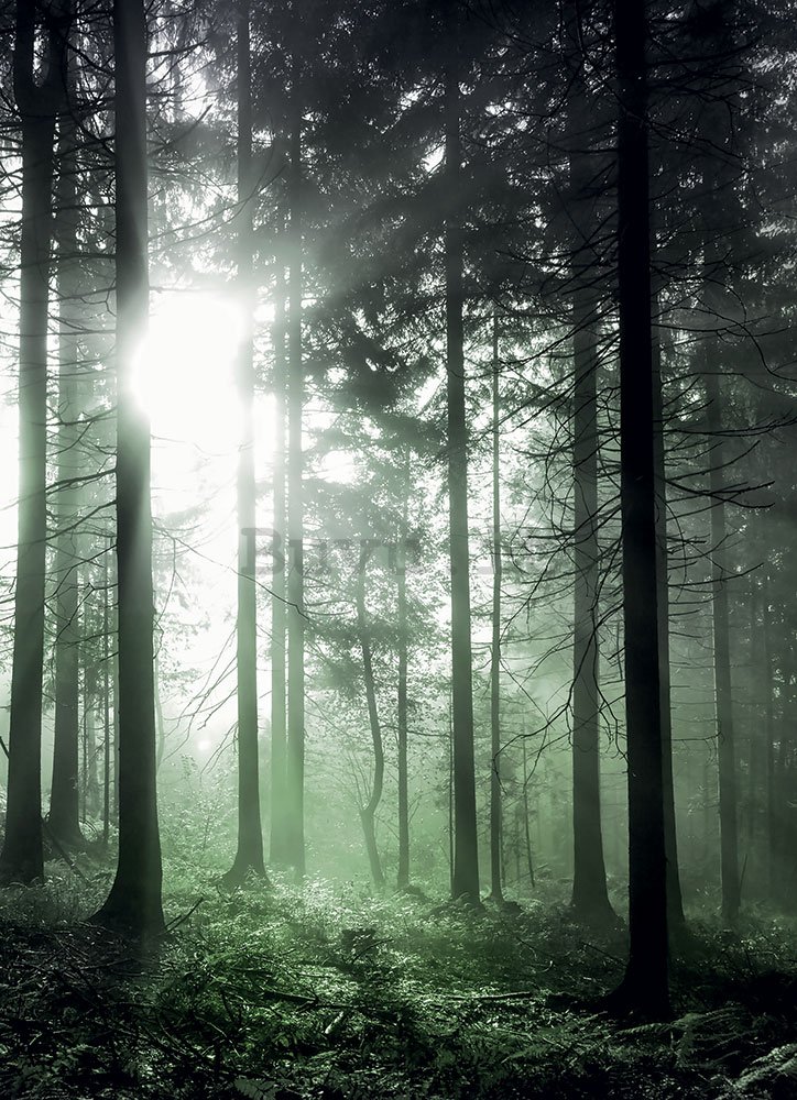 Fotomurale: Raggi di sole nella foresta verde - 184x254 cm