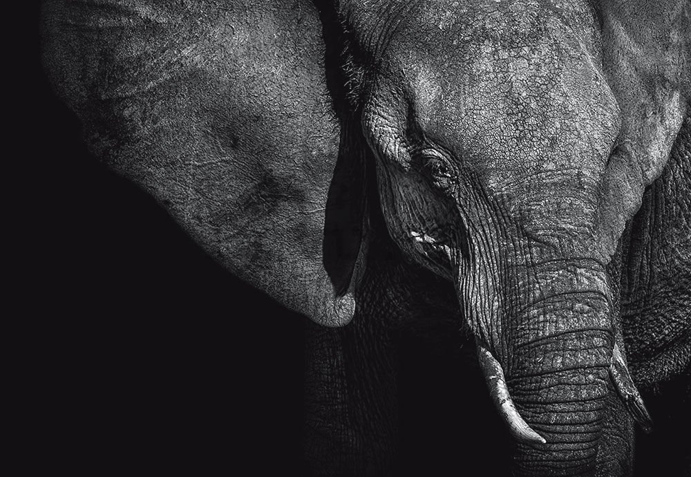 Fotomurale in TNT: Elefante bianco e nero (1) - 254x368 cm
