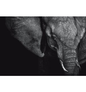 Fotomurale in TNT: Elefante bianco e nero (1) - 254x368 cm