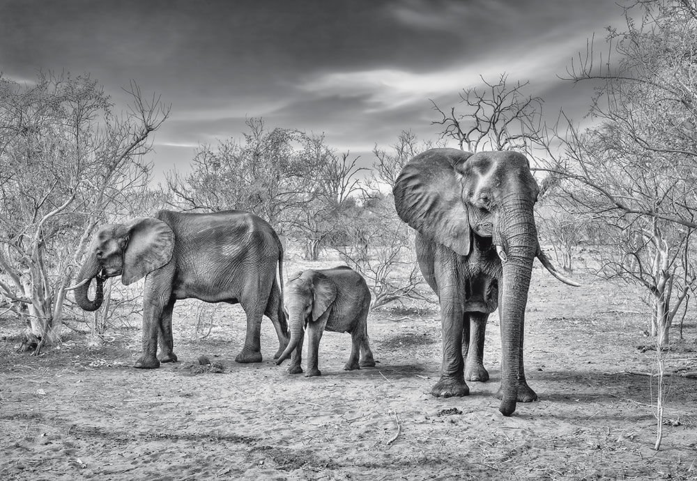 Fotomurale in TNT: Famiglia di elefanti - 254x368 cm
