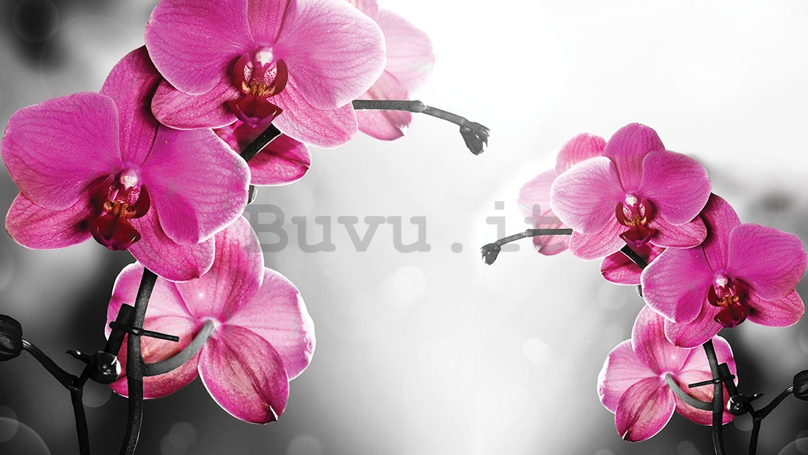 Fotomurale in TNT: Orchidea su sfondo grigio - 152,5x104 cm