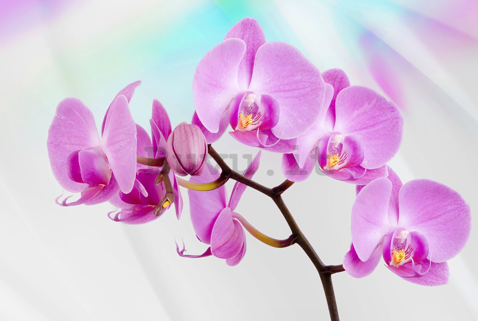 Fotomurale in TNT: Orchidea viola - 416x254 cm