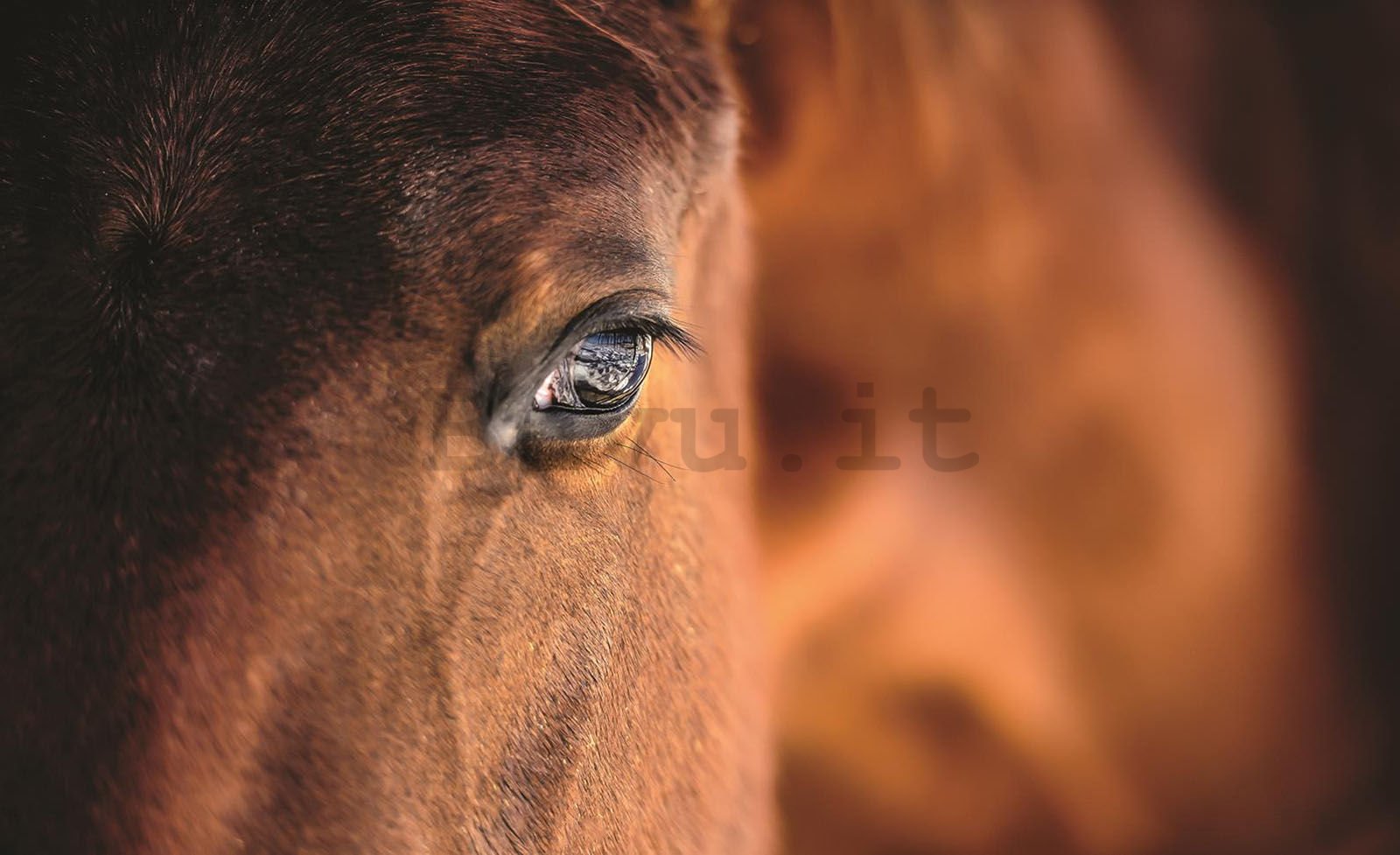 Fotomurale: Cavallo (2) - 368x254 cm
