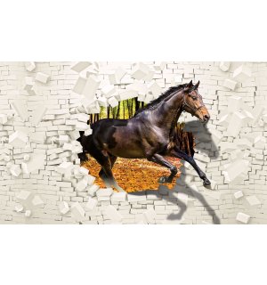 Fotomurale in TNT: Cavallo dal muro  - 104x70,5cm