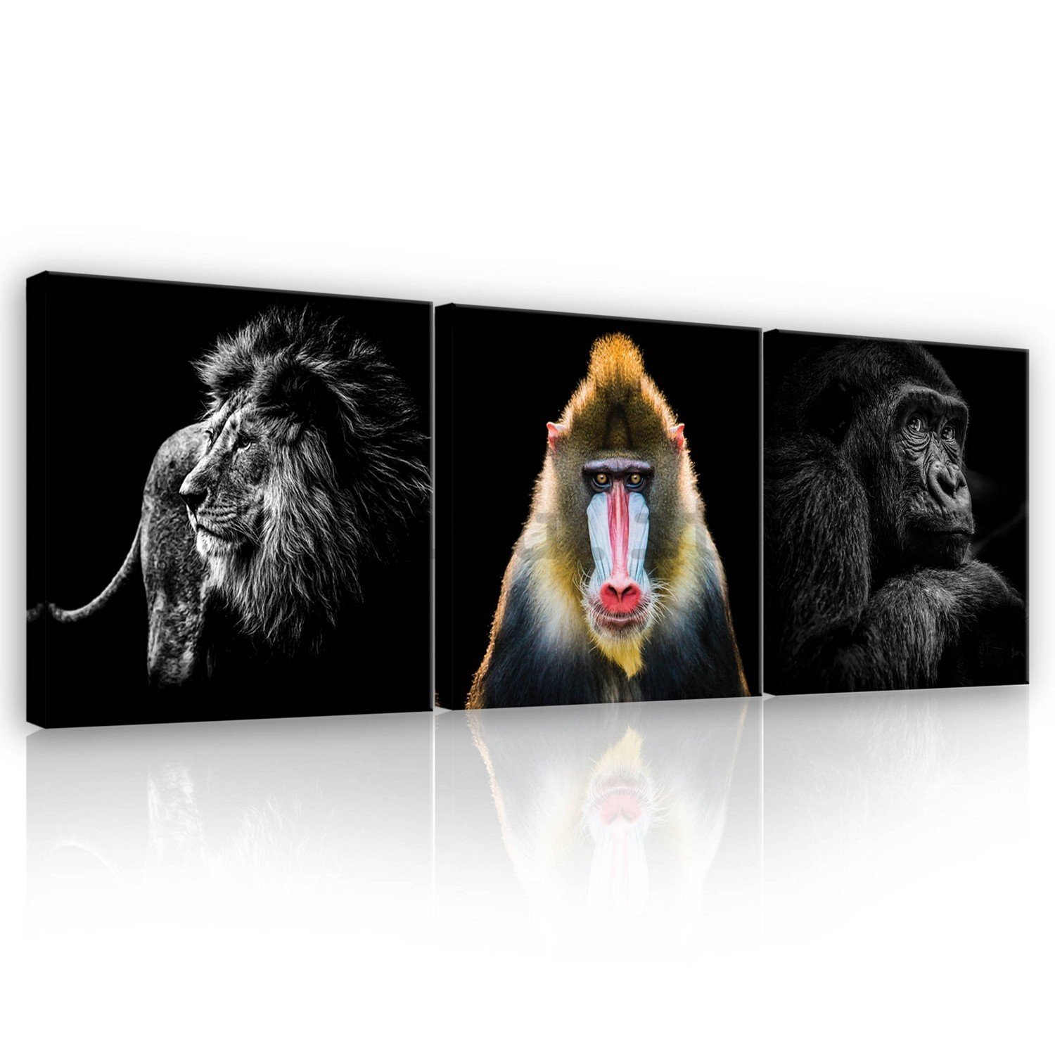 Quadro su tela: Il leone, mandrillo e gorilla - set 3pz 25x25cm