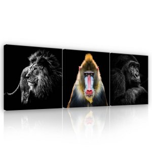 Quadro su tela: Il leone, mandrillo e gorilla - set 3pz 25x25cm