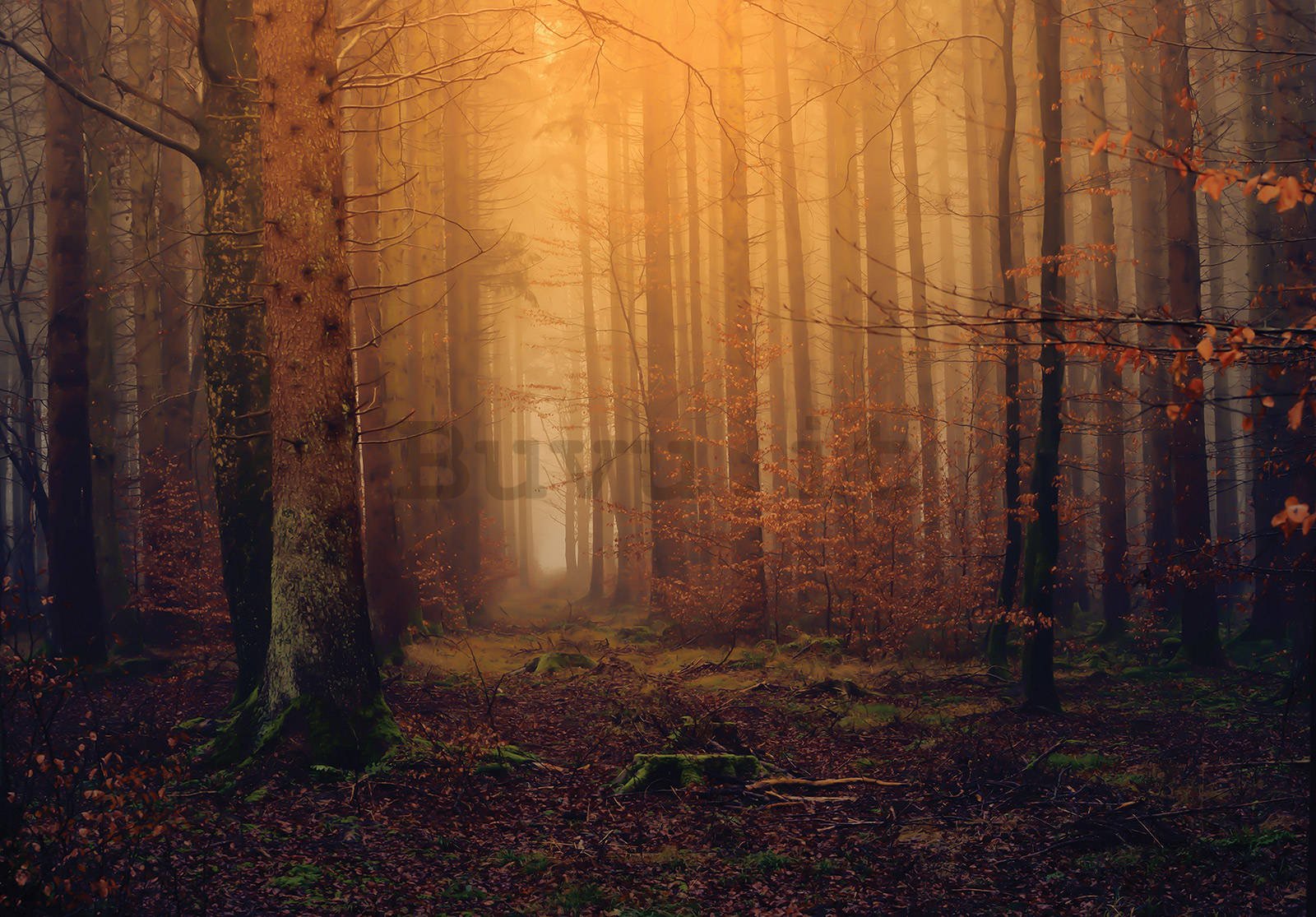 Fotomurale in TNT: Foresta nebbiosa in autunno - 416x254 cm