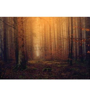 Fotomurale in TNT: Foresta nebbiosa in autunno - 416x254 cm