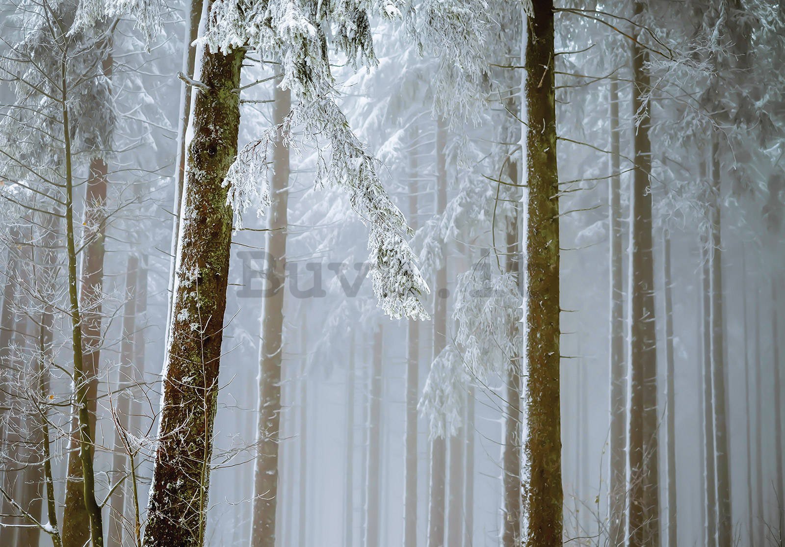 Fotomurale in TNT: Foresta di conifere coperta di neve - 368x254 cm
