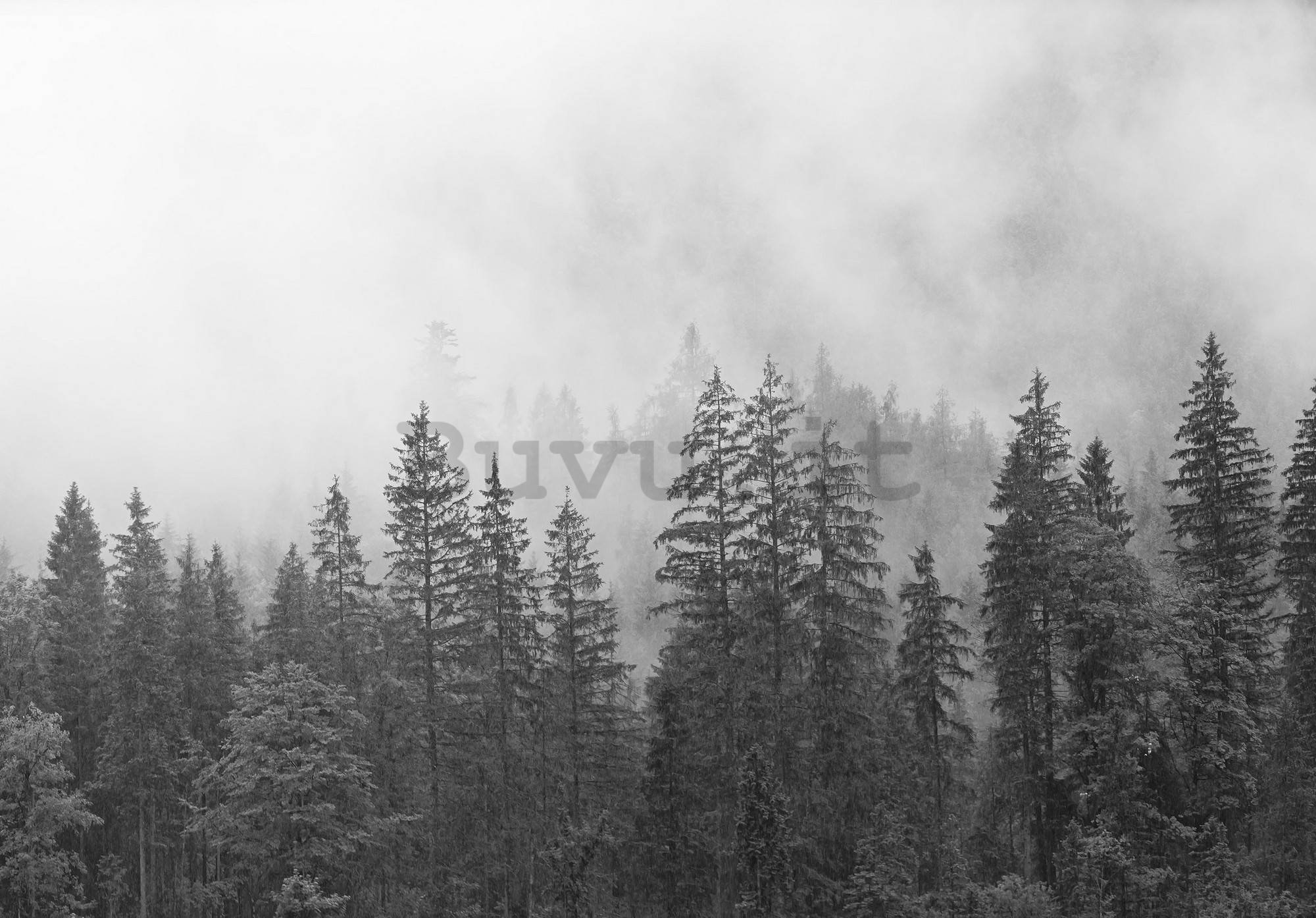 Fotomurale in TNT: Nebbia sopra la foresta bianca e nera - 368x254 cm
