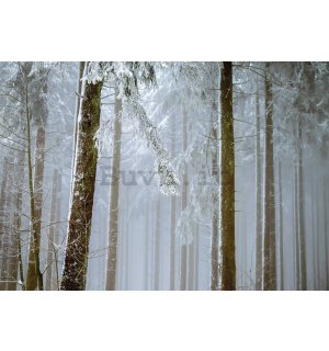 Fotomurale in TNT: Foresta di conifere coperta di neve - 152,5x104 cm
