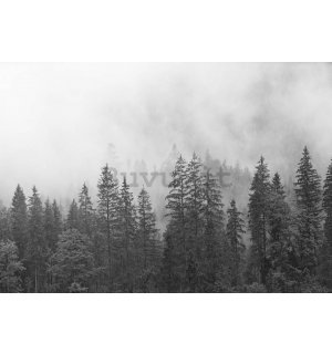 Fotomurale in TNT: Nebbia sopra la foresta bianca e nera - 152,5x104 cm
