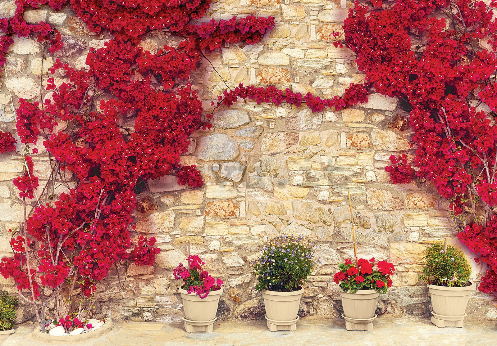Fotomurale in TNT: Muro di fiori rossi (2) - 254x184 cm
