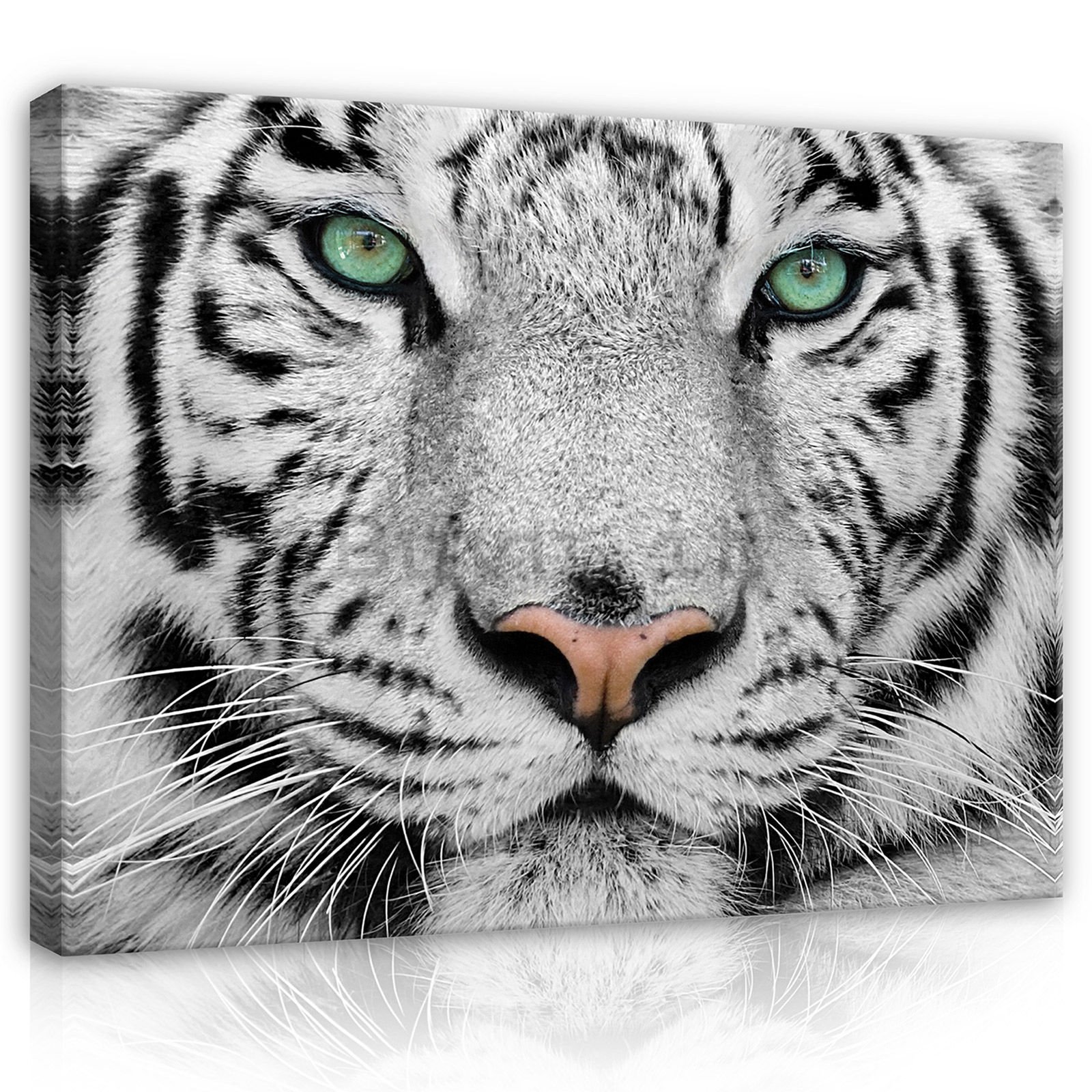 Quadro su tela: Tigre bianca - 80x60 cm