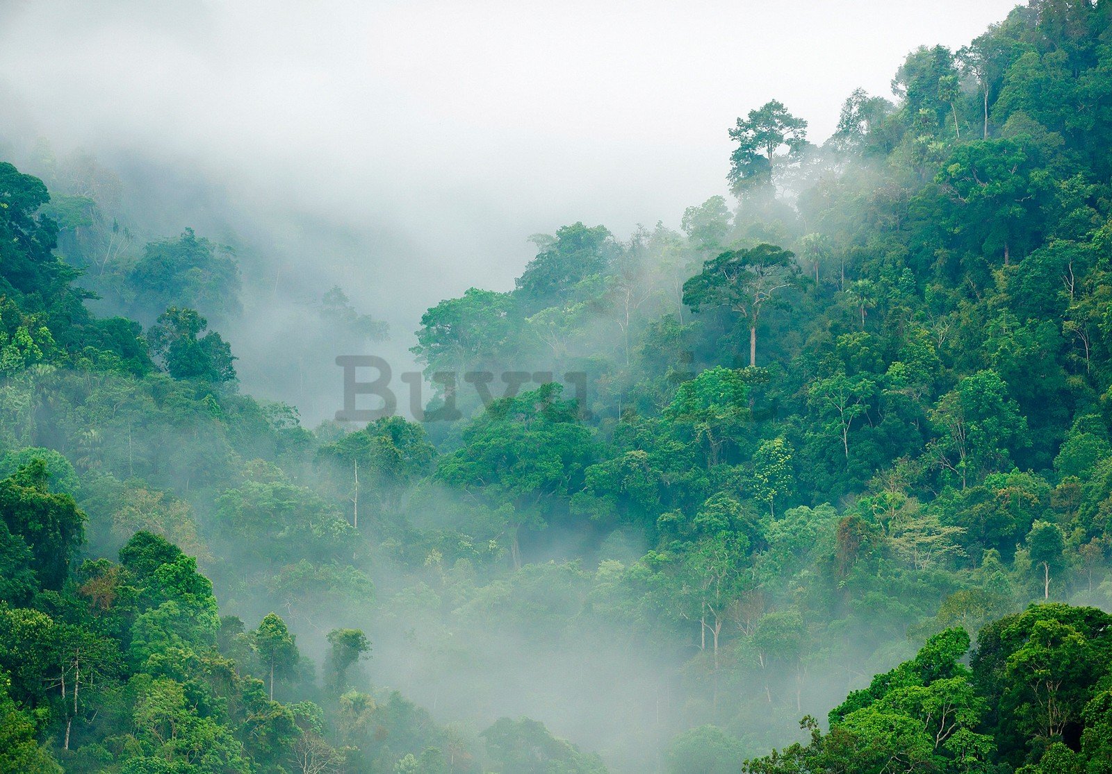 Fotomurale in TNT: Foresta pluviale - 254x184 cm