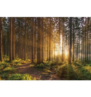 Fotomurale in TNT: Tramonto nella foresta (2) - 254x184 cm